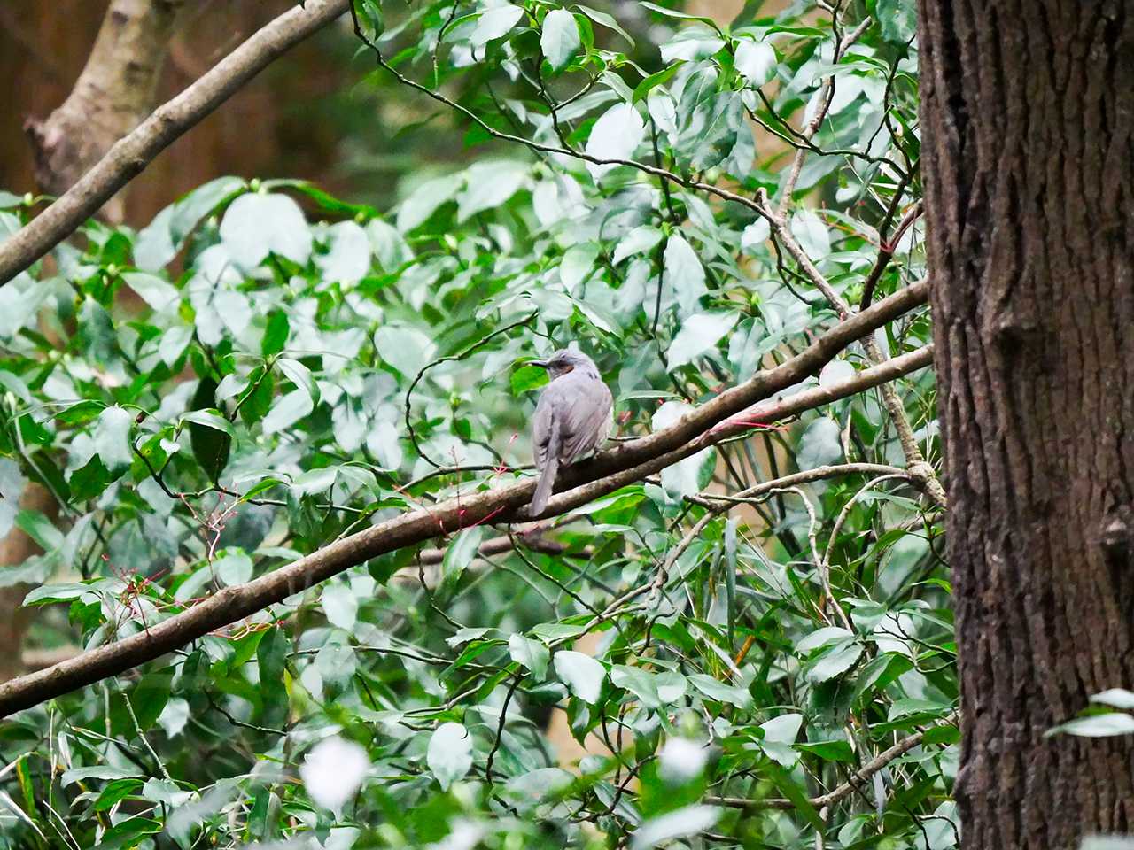 Photo of Brown-eared Bulbul at 宮城県仙台市・青葉山 by ごりぺん