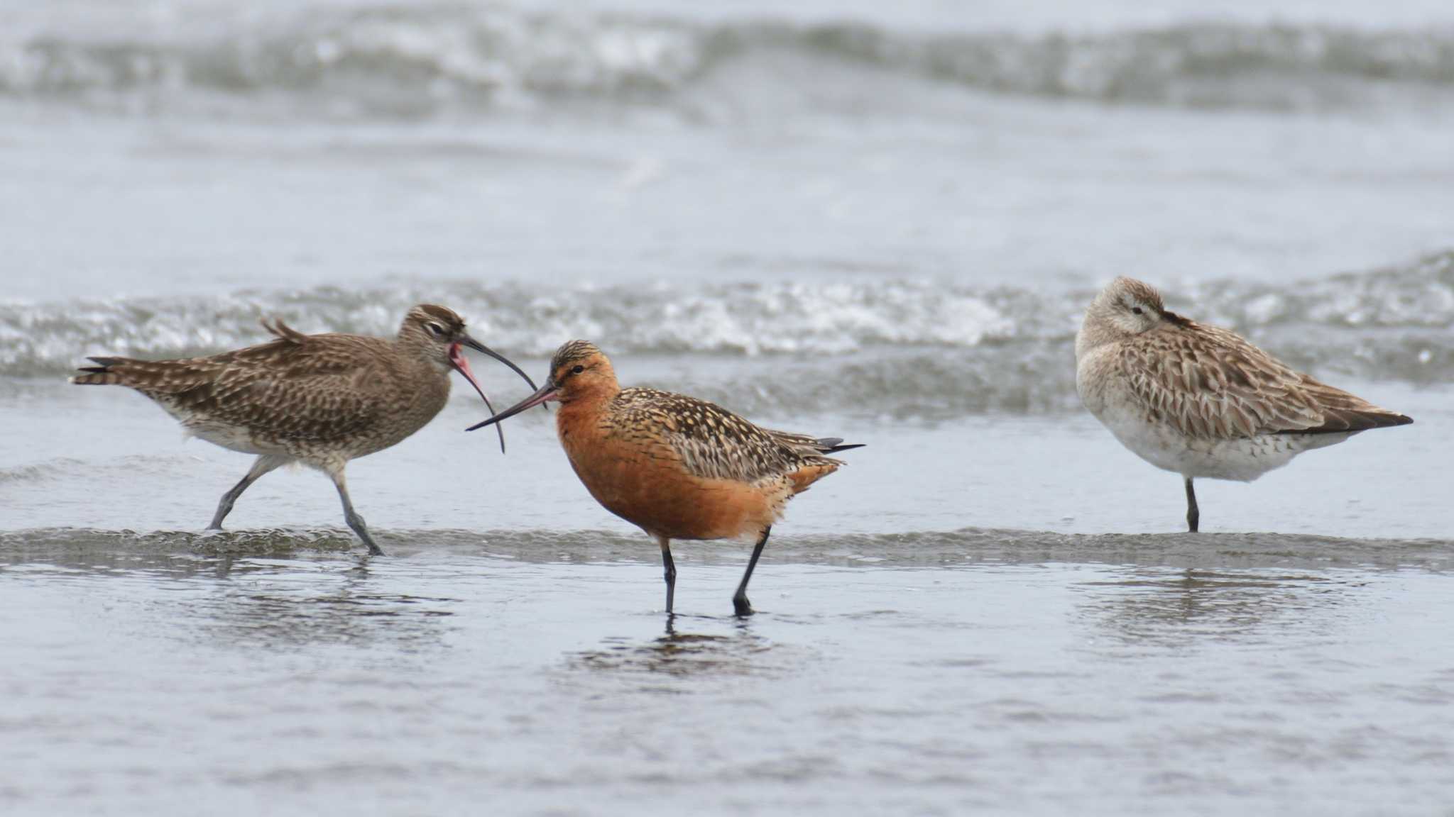 ふなばし三番瀬海浜公園 オオソリハシシギの写真 by 80%以上は覚えてないかも