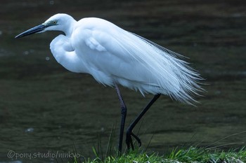 ダイサギ 平成榛原子供のもり公園 2021年4月18日(日)