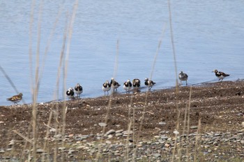 Ruddy Turnstone 湧洞沼(豊頃町) Tue, 5/18/2021