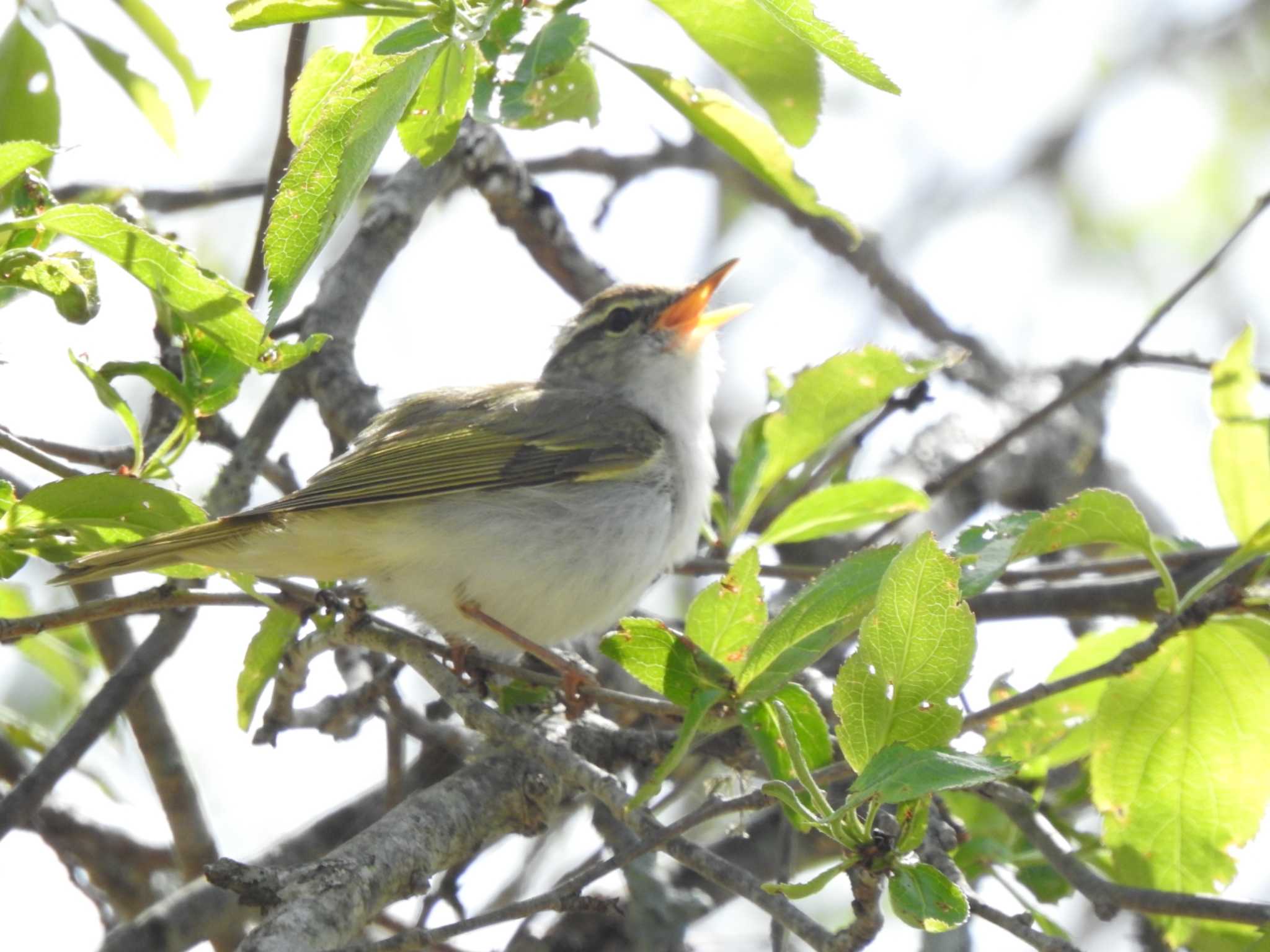 Eastern Crowned Warbler