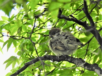 スズメ 山梨県北杜市 2021年5月19日(水)