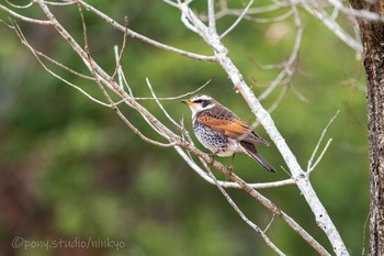 Dusky Thrush Mie-ken Ueno Forest Park Fri, 2/19/2021