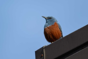 Blue Rock Thrush 長等公園 Sat, 3/4/2017