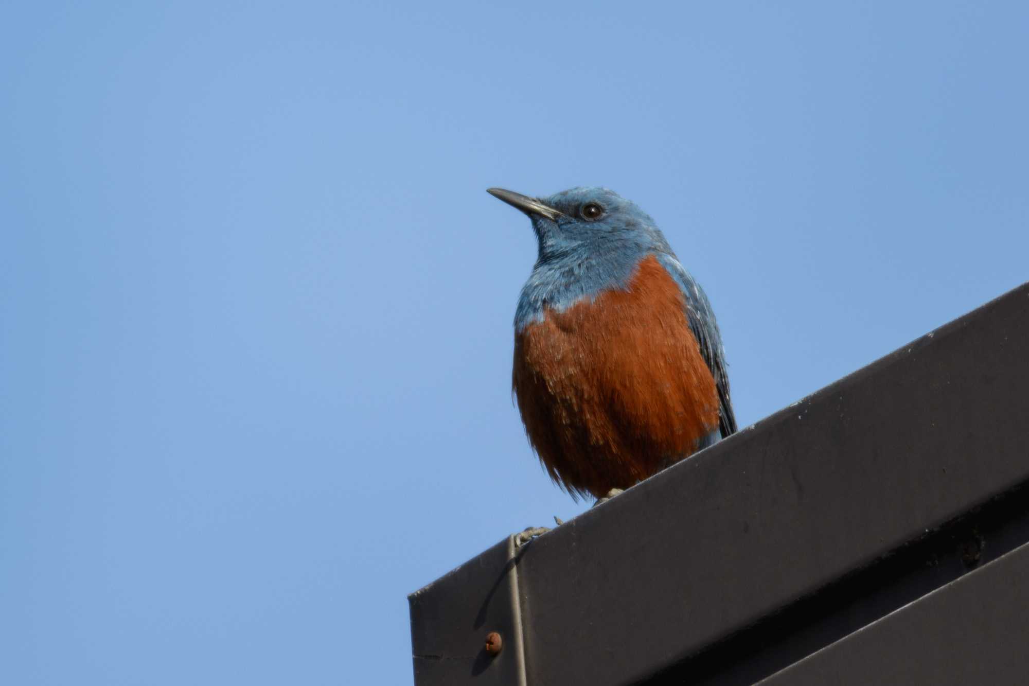 Blue Rock Thrush