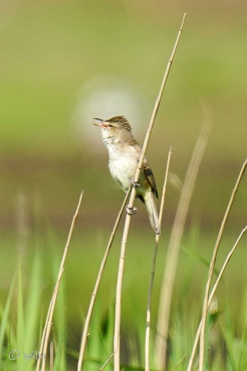 Oriental Reed Warbler Unknown Spots Sat, 5/1/2021