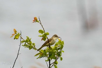 Oriental Reed Warbler Unknown Spots Sat, 5/1/2021