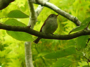 2021年5月12日(水) 箱根ビジターセンターの野鳥観察記録