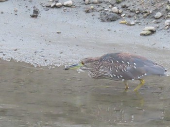 2021年5月19日(水) 山崎川の野鳥観察記録