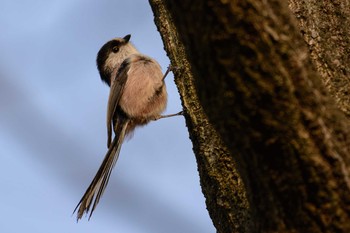 Long-tailed Tit Unknown Spots Sat, 3/4/2017