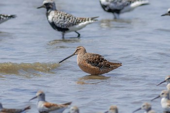 Long-billed Dowitcher Daijugarami Higashiyoka Coast Mon, 4/29/2013