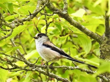 エナガ 山梨県北杜市 2021年5月18日(火)