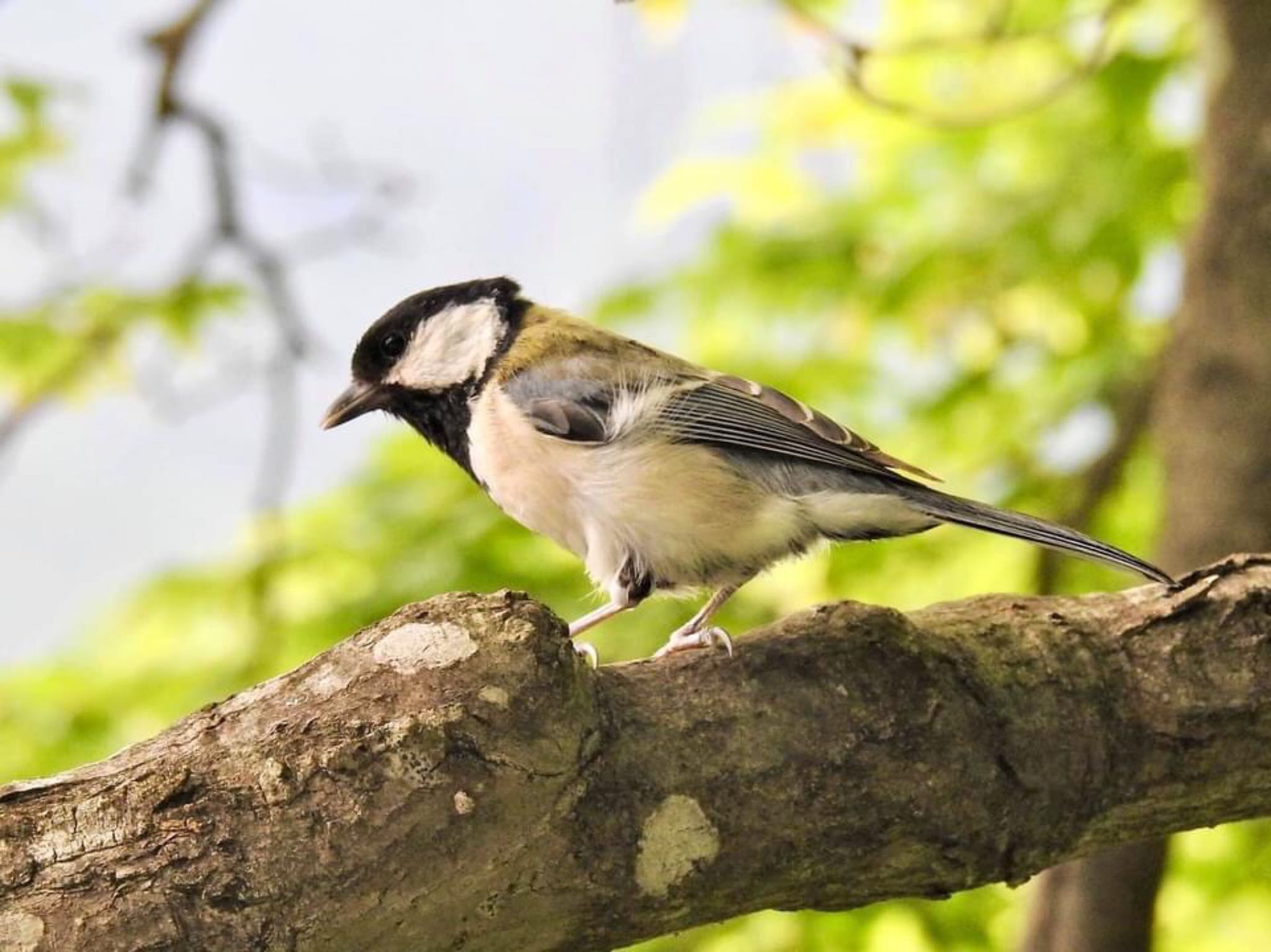 美しい羽色をした抱卵中のシジュウカラ♂ by ジョビコ♪