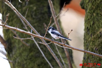 Long-tailed Tit 富士森公園 Tue, 2/23/2021