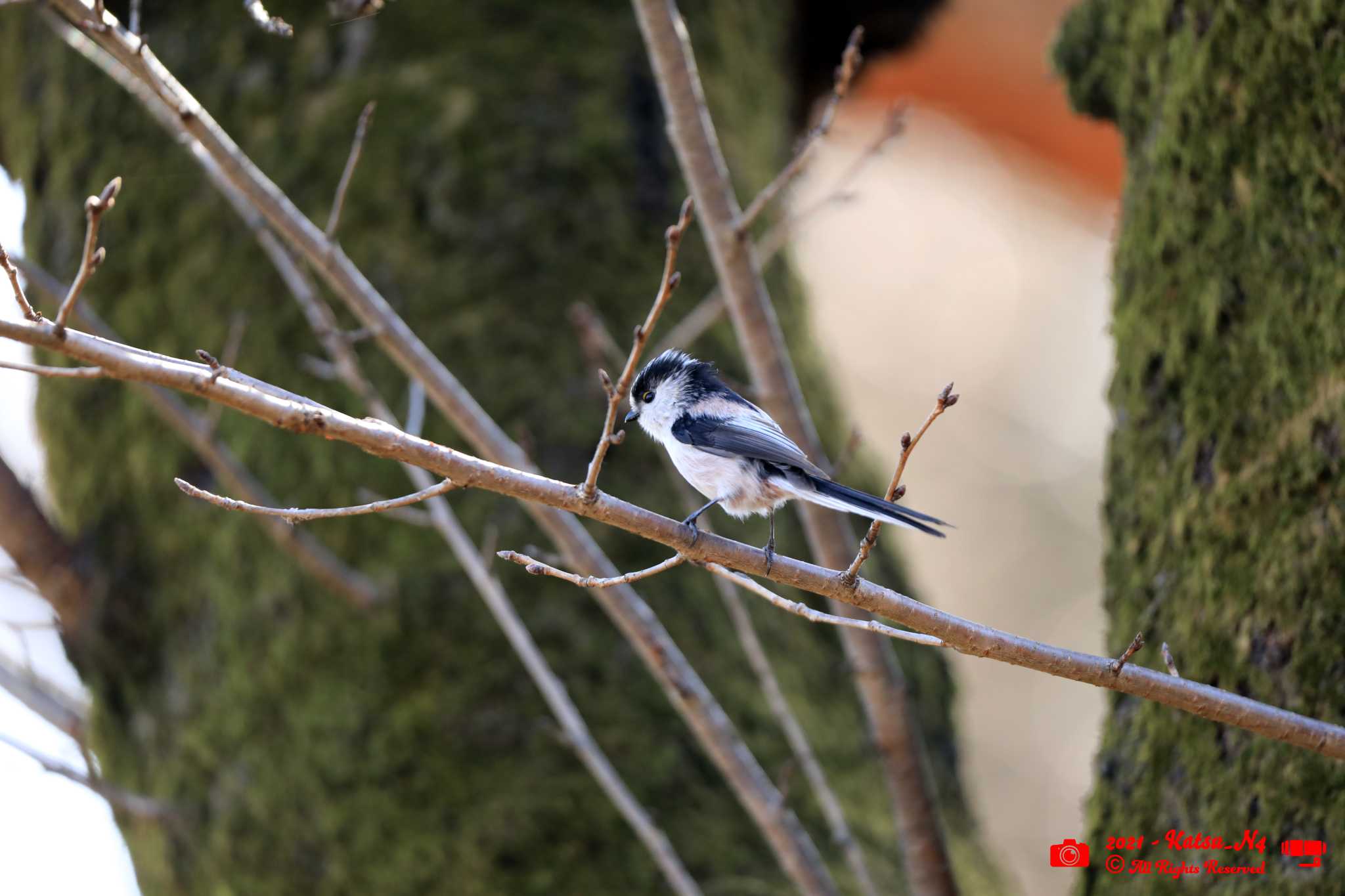 Photo of Long-tailed Tit at 富士森公園 by katugon