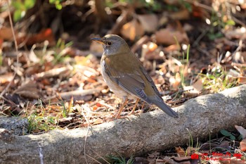 Pale Thrush 富士森公園 Tue, 3/23/2021