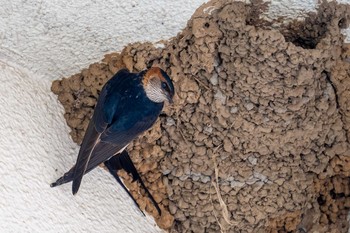 Red-rumped Swallow 神奈川県平塚市 Tue, 5/18/2021