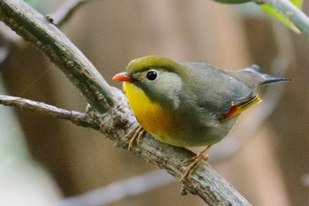 Red-billed Leiothrix 長等公園 Sat, 3/4/2017