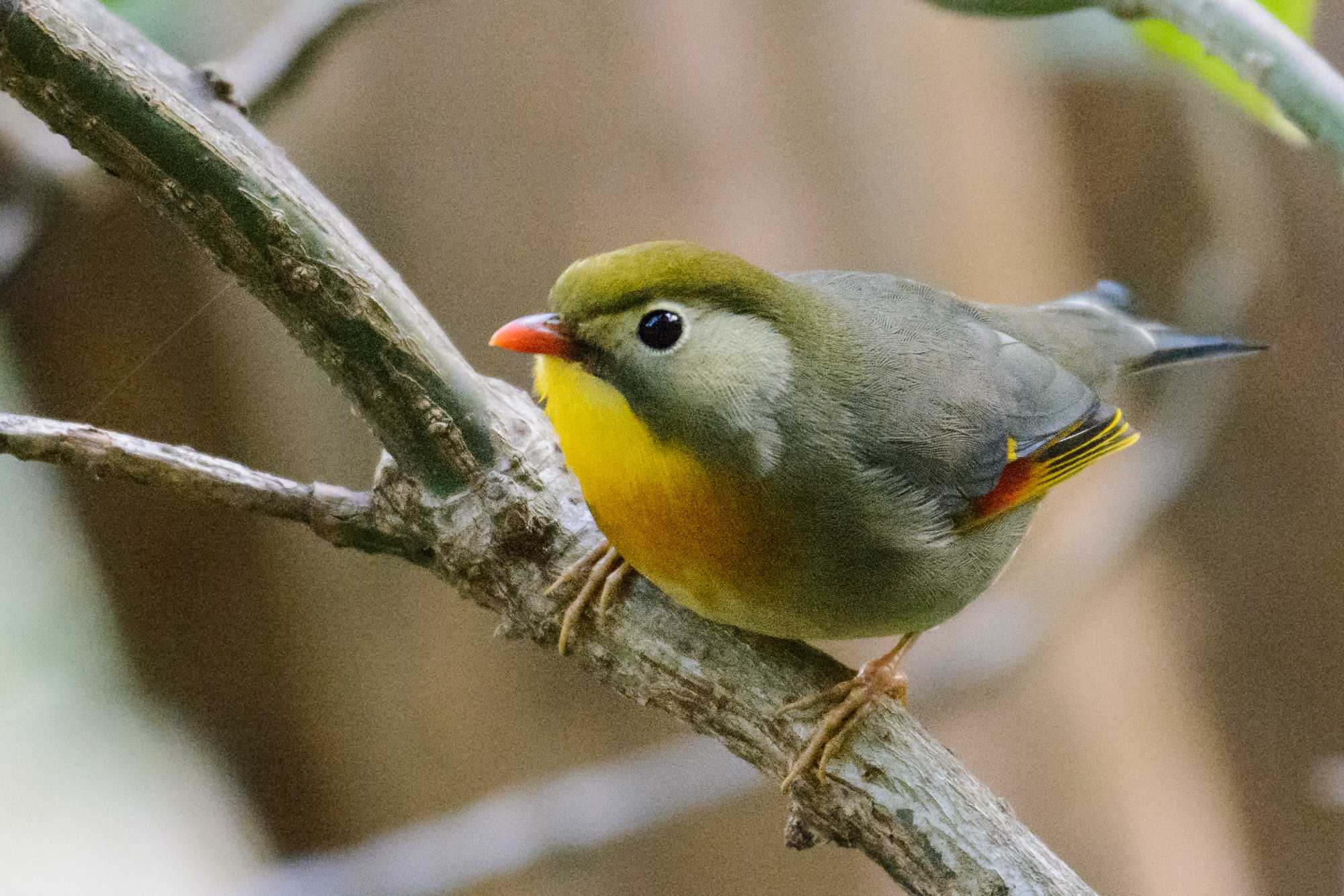 Red-billed Leiothrix