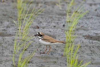 コチドリ 場所が不明 2021年5月1日(土)