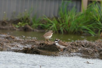 Little Ringed Plover Unknown Spots Sat, 5/1/2021