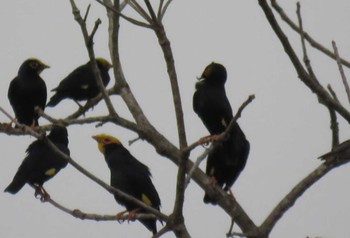 Golden-crested Myna Cat Tien National Park Unknown Date