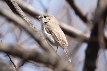 ニシオジロビタキ 馬見丘陵公園 2021年3月10日(水)