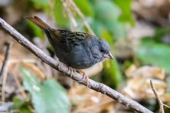 Grey Bunting 長等公園 Sat, 3/4/2017