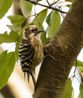 Japanese Pygmy Woodpecker 長等公園 Sat, 3/4/2017