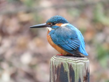 カワセミ 薬師池公園 2020年1月22日(水)