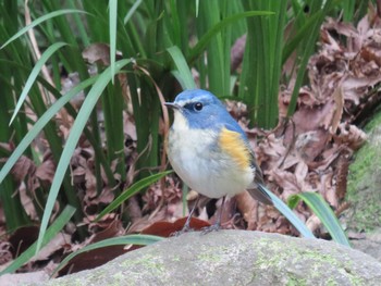 ルリビタキ 泉の森公園 2020年1月22日(水)