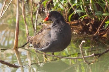 バン 馬見丘陵公園 2021年3月31日(水)