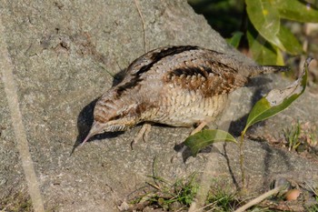 2017年3月4日(土) 平城宮跡の野鳥観察記録