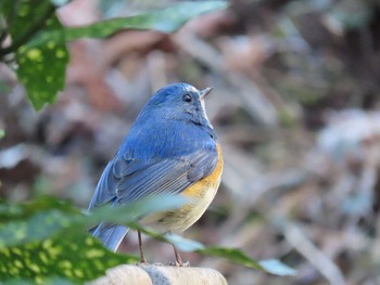 ルリビタキ 薬師池公園 2020年2月1日(土)