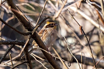 Yellow-throated Bunting Mie-ken Ueno Forest Park Sat, 3/20/2021