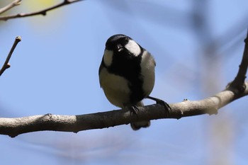 シジュウカラ 明石公園 2021年4月11日(日)