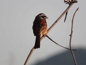 Thu, 5/13/2021 Birding report at 曽根干潟(曾根干潟)