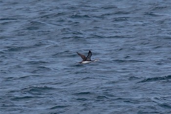 Red-throated Loon 城ヶ島 Tue, 3/7/2017