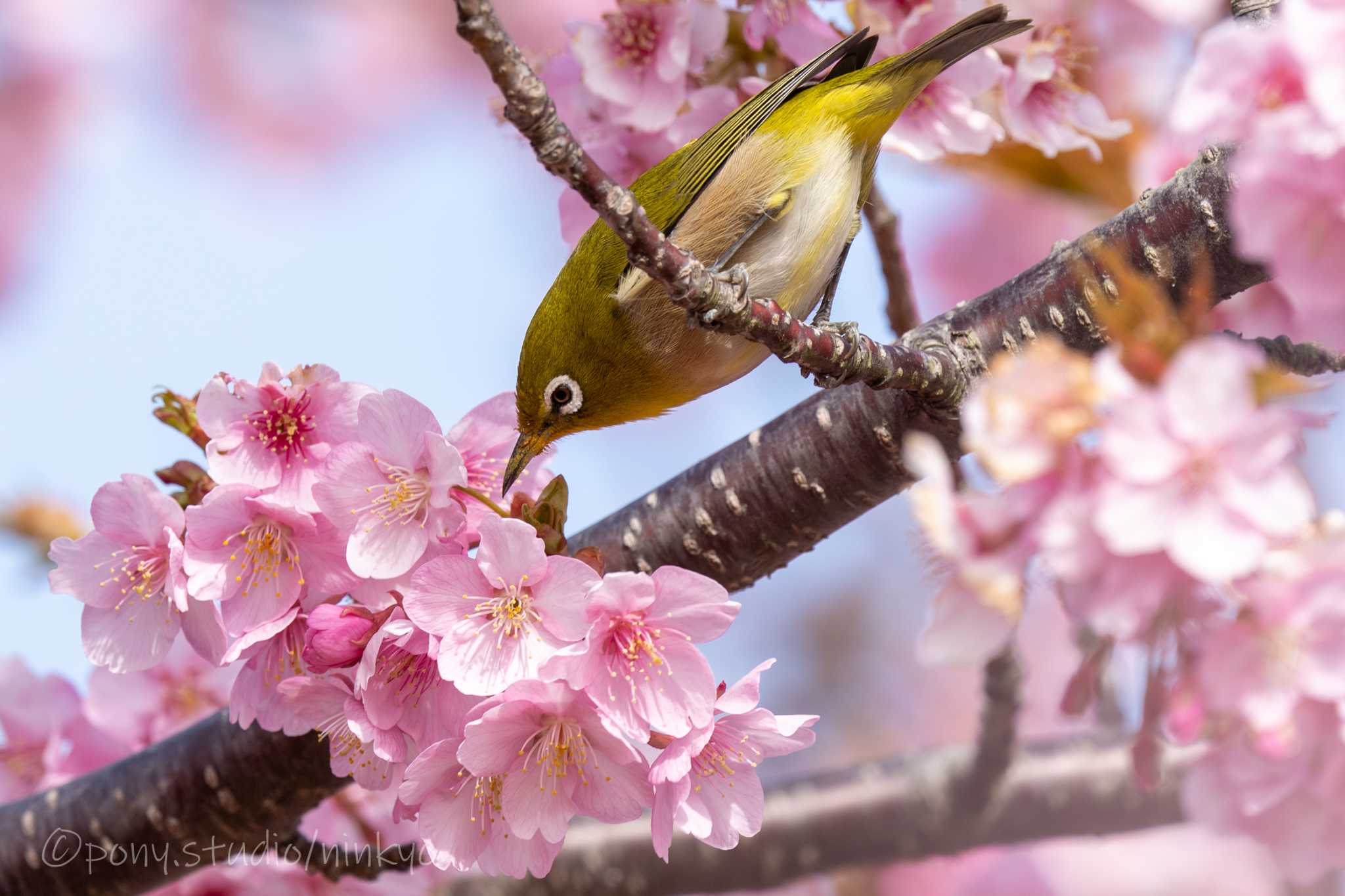 松阪河津桜ロード メジロの写真 by PONY