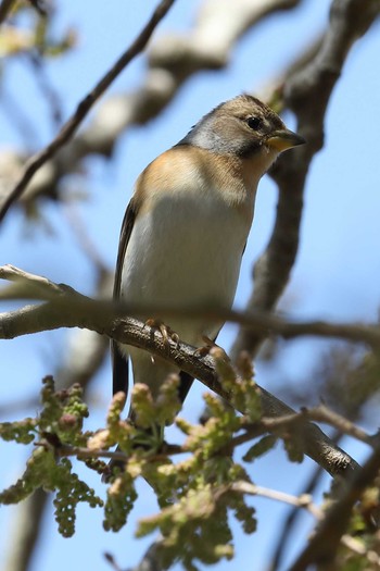 アトリ 明石公園 2021年4月11日(日)