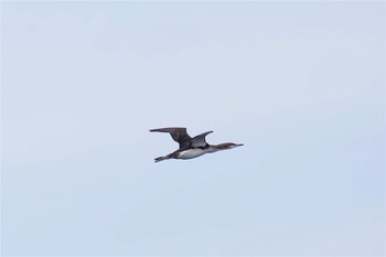 Black-throated Loon 城ヶ島 Tue, 3/7/2017