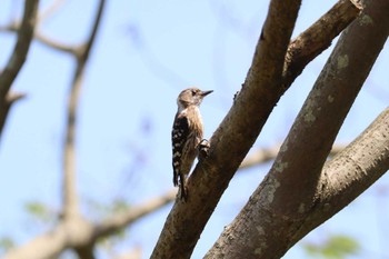 Japanese Pygmy Woodpecker Maioka Park Sat, 5/15/2021