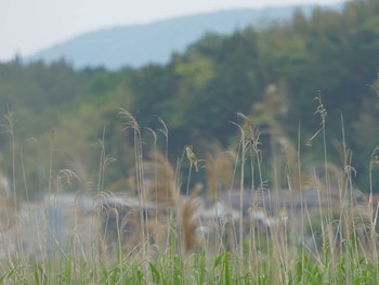 オオヨシキリ 潟ノ内(松江市) 2021年5月20日(木)