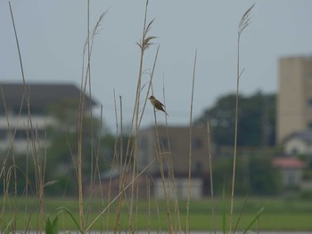 Oriental Reed Warbler 潟ノ内(松江市) Thu, 5/20/2021