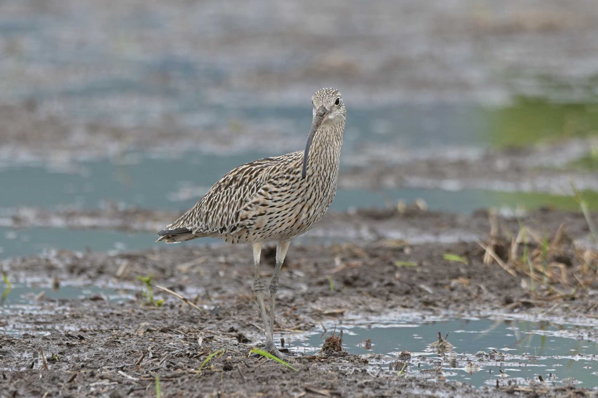 神奈川県秦野市 ホウロクシギの写真 by Tosh@Bird