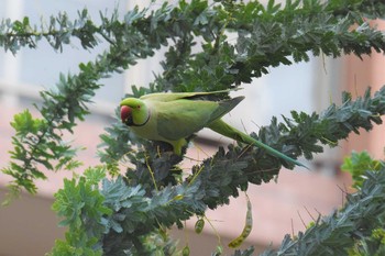 ホンセイインコ 東京都世田谷区 2021年5月20日(木)