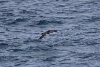 Pacific Loon 城ヶ島 Tue, 3/7/2017