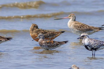 Great Knot Daijugarami Higashiyoka Coast Mon, 4/29/2013