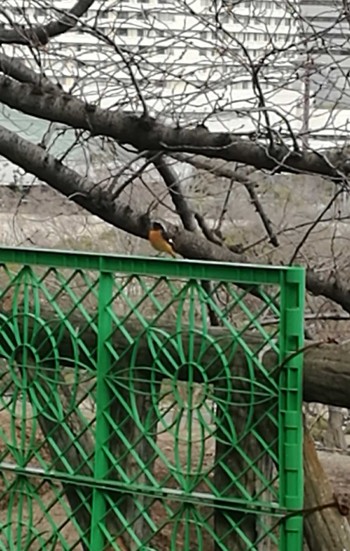 Daurian Redstart Osaka castle park Tue, 3/7/2017