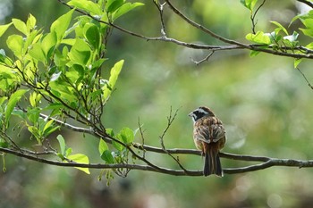 ホオジロ 希望ヶ丘文化公園 2021年5月3日(月)